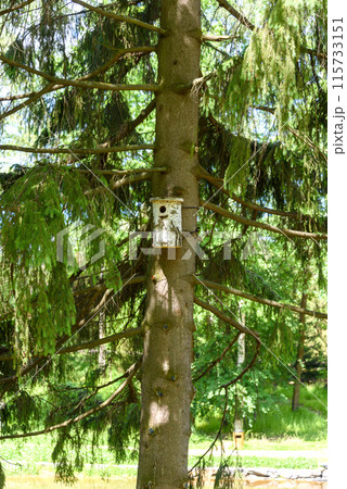A birdhouse made of birch is tied to the trunk of a tall pine tree. A birdhouse made of birch is tied to the trunk of a tall pine tree. 115733151