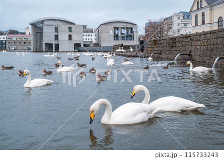 Flock of swan and duck swimming on Tjornin Lake Flock of swan and duck swimming on Tjornin Lake 115733243