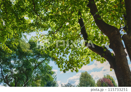 Green leaves color of Maple tree branch growing in public park and blue sky on sunny day 115733251