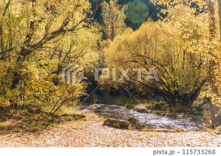 Beautiful autumn forest and river flowing in public park at Arrowtown 115733268