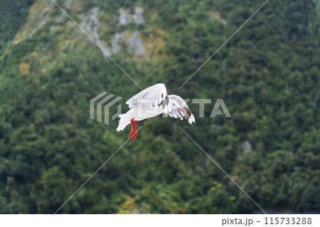Red billed gull flying forage during the rain in the forest Red billed gull flying forage during the rain in the forest 115733288