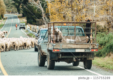 Shepherd herding sheep into stall after releasing them to graze in rural field Shepherd herding sheep into stall after releasing them to graze in rural field 115733289