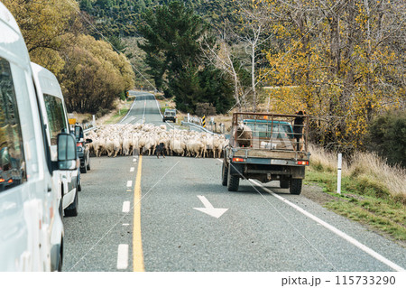 Shepherd herding sheep into stall after releasing them to graze in rural field Shepherd herding sheep into stall after releasing them to graze in rural field 115733290