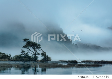 Milford Sound with foggy and bird flying on the lake in the morning at New Zealand 115733319