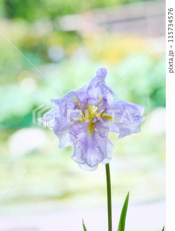 鮮やかな花菖蒲 115734576