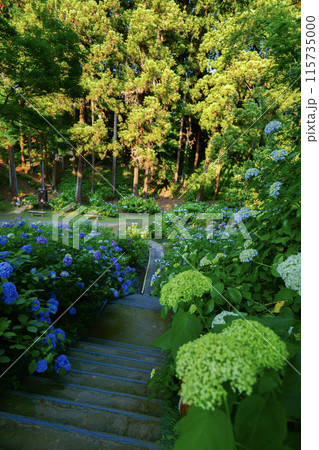 カラフルなアジサイ 115735000