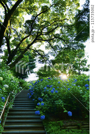 紫陽花のある階段 紫陽花のある階段 115735002