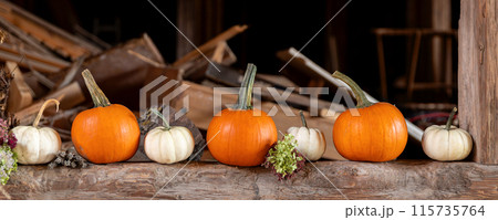 Row of many ripe orange white pumpkins decor wooden beam desk pumpkin farm yard barn fall harvest fest market. Halloween thanksgiving celebration symbol plant. Country rustic squash autumn background 115735764