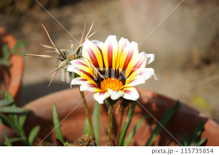 White gazania flower Blomming during Sunlight 115735854