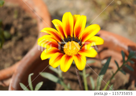 Yellow gazania flower Blomming during Sunlight 115735855