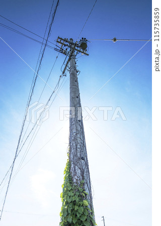 青空に映える電柱 電柱と蔦 空に伸びる電柱 イメージ素材 青空に映える電柱 電柱と蔦 空に伸びる電柱 イメージ素材 115735859