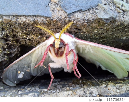 オオミズアオ？オナガミズアオ？の写真素材 [115736224] - PIXTA