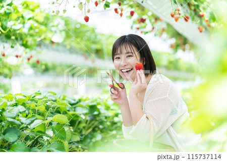イチゴ狩りをする女性　いちご狩りをする女性 115737114