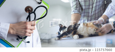 Pet medical care concept in the clinic. 115737660