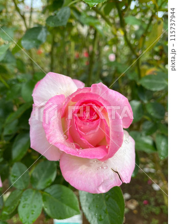 バラの花 ピンク色のバラ  115737944