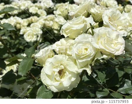 バラの花 白いバラ 115737955