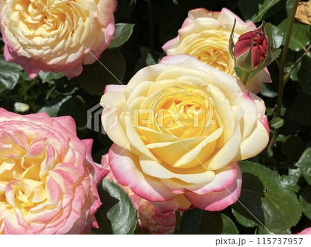 バラの花 ピンクのバラ　黄色いバラ 115737957