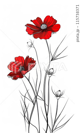 A black and white line drawing of two red cosmos flowers with stems and buds on a white background. A black and white line drawing of two red cosmos flowers with stems and buds on a white background. 115738371