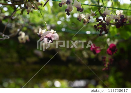 アケビの花 アケビの花 115738617