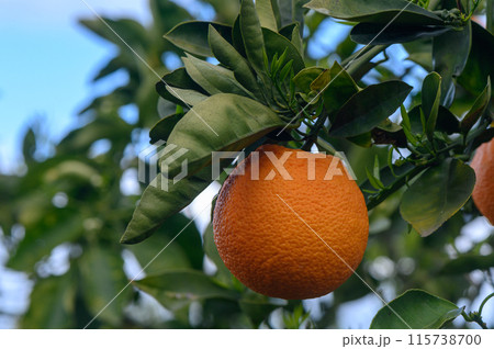 Citrus branches with organic ripe fresh oranges growing on branches with green leaves in a sunny orchard. 2 Citrus branches with organic ripe fresh oranges growing on branches with green leaves in a sunny orchard. 2 115738700