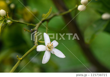 closeup shot of orange blossom flowers on sweet orange tree closeup shot of orange blossom flowers on sweet orange tree 115738721