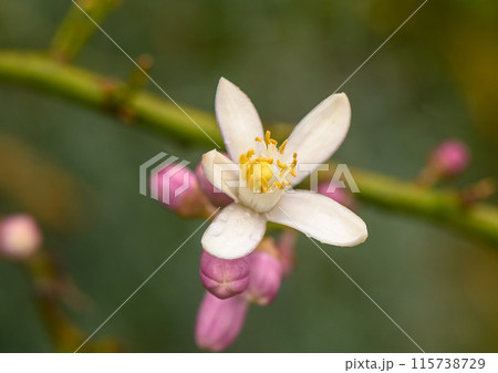 lemon; flowers, leaves and buds, Citrus limon, lemon; flowers, leaves and buds, Citrus limon, 115738729