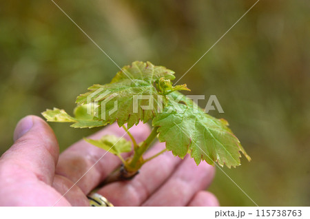 Young grape sprout in a man's hand 1 115738763