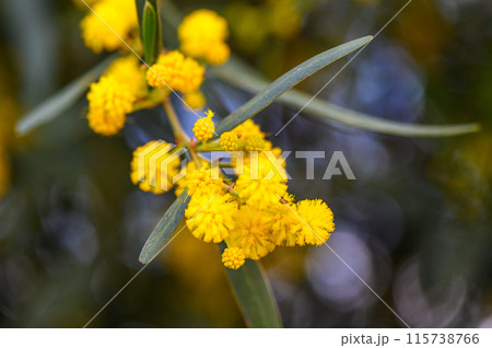 Yellow mimosa flowers. Close up. Spring, Womens day, Easter greeting card. Nature background 1 Yellow mimosa flowers. Close up. Spring, Womens day, Easter greeting card. Nature background 1 115738766