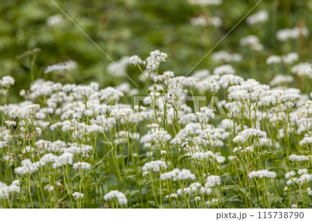満開のモミジカラマツ 満開のモミジカラマツ 115738790