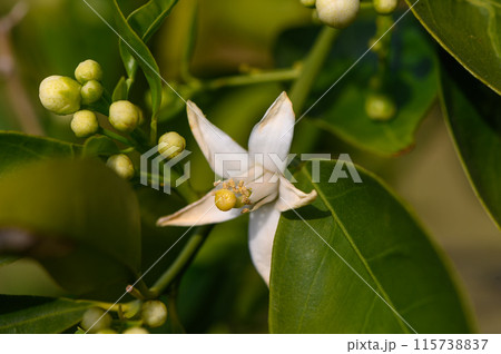 Lemon flower and leaves in a village in the Turkish Republic of Northern Cyprus 1 Lemon flower and leaves in a village in the Turkish Republic of Northern Cyprus 1 115738837