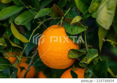 Orange garden with oranges in spring. Trees with fruits. 2 115738854