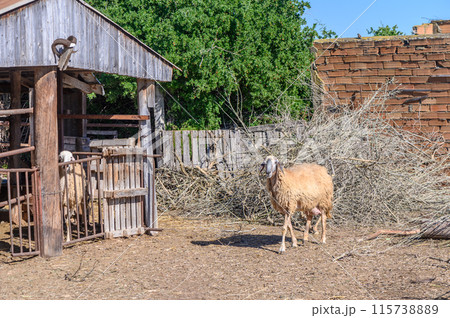 Funny sheep. Portrait of sheep showing tongue.3 115738889