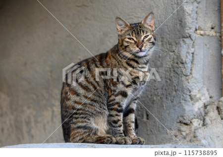 tabby cat on the background of a concrete wall 2 tabby cat on the background of a concrete wall 2 115738895