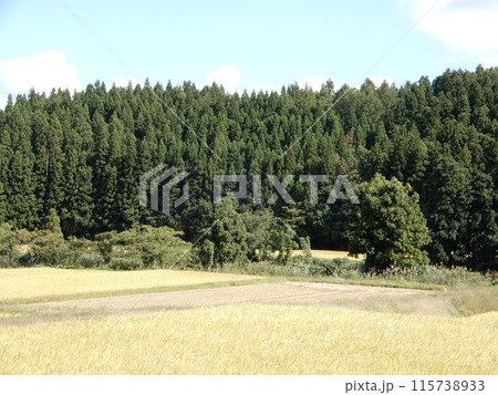 スギの木 針葉樹林 115738933