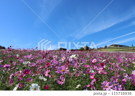 海からの風が吹き抜けていくコスモス畑ー五 115738936