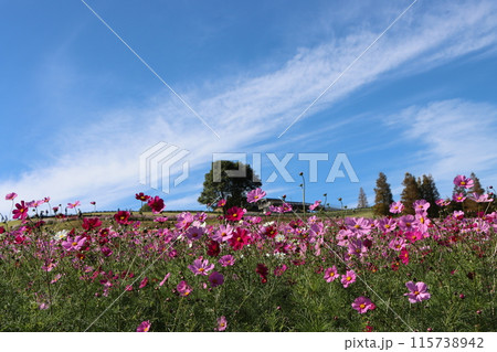 海からの風が吹き抜けていくコスモス畑ー弐 115738942