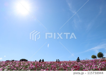 観光地としてもにぎわう淡路島の秋桜畑 115738944