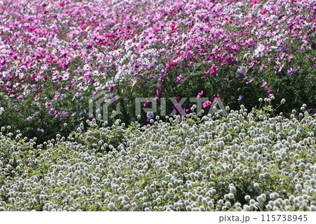 コスモスと千日紅のコラボレーション 115738945