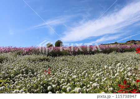 コスモスと千日紅のコラボレーションー弐 115738947