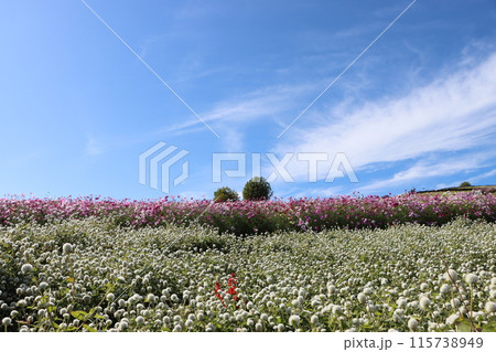 コスモスと千日紅のコラボレーションー四 115738949