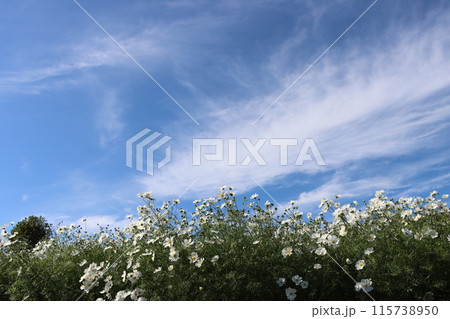 青空に浮かぶような白い秋桜畑ー弐 青空に浮かぶような白い秋桜畑ー弐 115738950