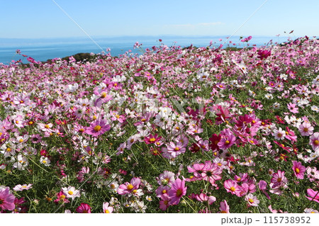 淡路島の海の見えるコスモス畑ー壱 淡路島の海の見えるコスモス畑ー壱 115738952