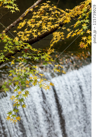 宮崎県三股町を走る剣道33号線と並行して流れる沖水川ある新緑と紅葉の美しい長田峡 宮崎県三股町を走る剣道33号線と並行して流れる沖水川ある新緑と紅葉の美しい長田峡 115739029