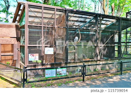 おびひろ動物園 コンドル フクロウ舎 おびひろ動物園 コンドル フクロウ舎 115739054