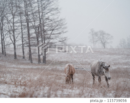 冬の道産子 115739056