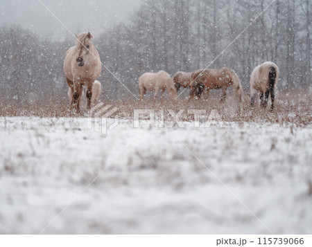 冬の道産子 冬の道産子 115739066