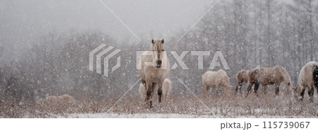 冬の道産子 115739067