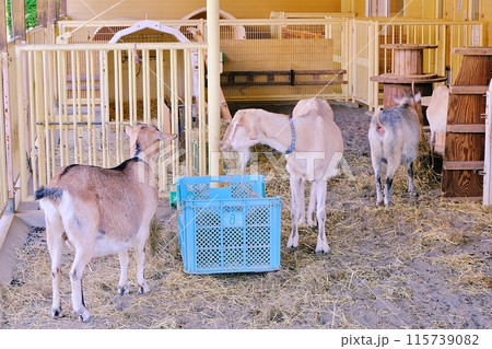 おびひろ動物園 ちびっこファームの風景 おびひろ動物園 ちびっこファームの風景 115739082