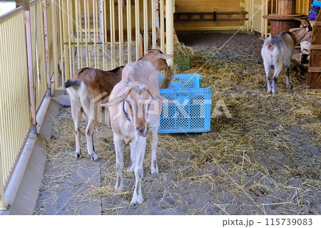 おびひろ動物園　ちびっこファームの風景 115739083