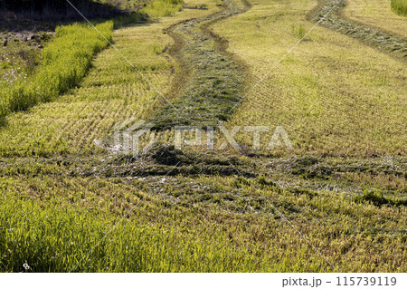 forage and hay harvesting in spring forage and hay harvesting in spring 115739119
